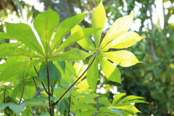 green leaves of sweet potatoes look from below 00 in evening