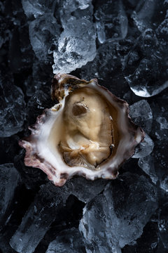 Oyster in ice