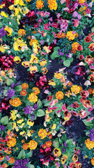 Multi color flowers in a field, long