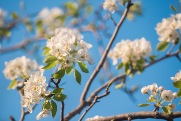 Flowers on the blue sky, selective focus