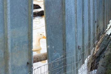 black duck bird water