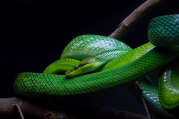 Red Tailed Green Ratsnake (Gonyosoma oxycephalum) found in Southeast Asia.
