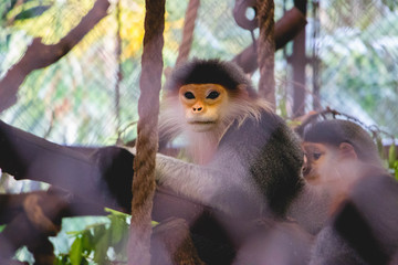 Red-shanked Douc relaxing on the tree in zoo. (Pygathrix nemaeus)