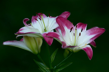 pink lily on dark background