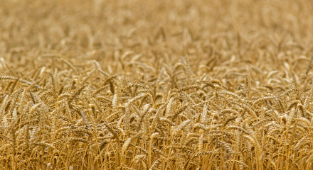 field of wheat