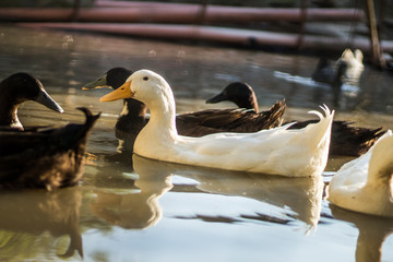 black duck bird water