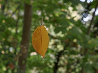 0513_yellow autumn leaf levitating on a spider thread