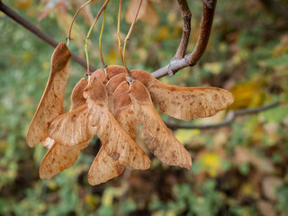 Winged nut fruit of the mountain maple - Acer pseudoplatanus - maple tree