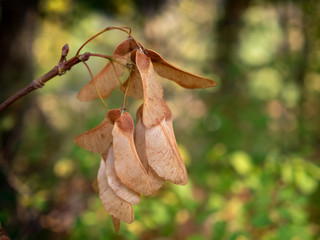 Winged nut fruit of the mountain maple - Acer pseudoplatanus - maple tree