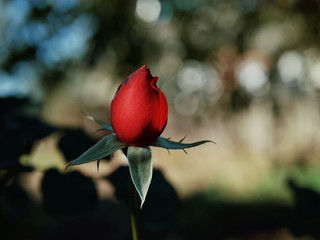 Polonne / Ukraine - 06 October 2018: a bud of red roses on a blurry background