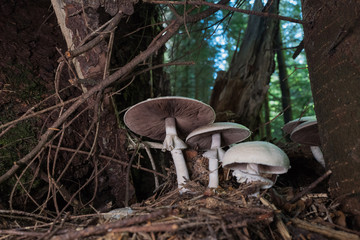 mushroom mushroom growing