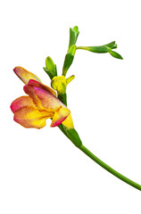 Fototapeta premium Red and yellow freesia flower and buds