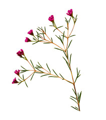 Chamelaucium flowers
