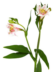Closeup of alstroemeria flowers