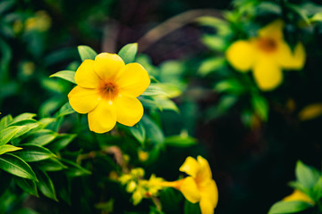 Garden of yellow flowers and green leaves with blurred background.