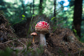 red fly agaric