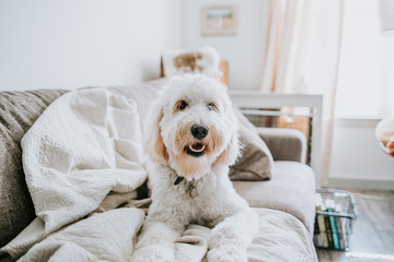 Golden doodle Dog at Home on Couch - obrazy, fototapety, plakaty