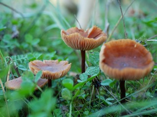 Polonne / Ukraine - 6 October 2018: lots of mushrooms in the grass in the forest