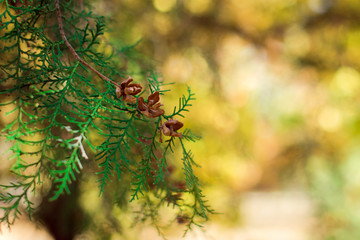 green twig of arborvitae on blurred yellow background