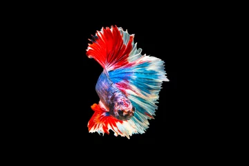 Schilderijen op glas The moving moment beautiful of siamese betta fish or splendens fighting fish in thailand on black background. Thailand called Pla-kad or biting fish. © Soonthorn