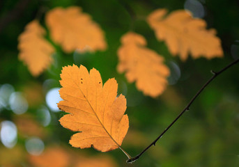 colorful autumn leaves