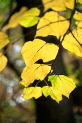 colorful autumn leaves