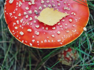Polonne / Ukraine - 6 October 2018: A lovely Close up shot of a beautiful natural perfect red...