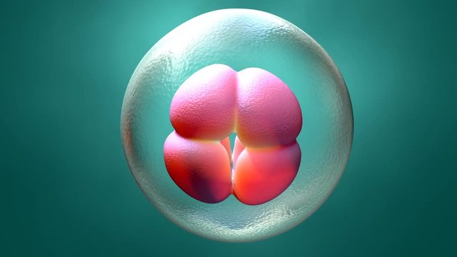 Embryo early stage