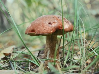 Polonne / Ukraine - 6 October 2018: Ripe mushroom in green grass. Autumn forest scene. white...