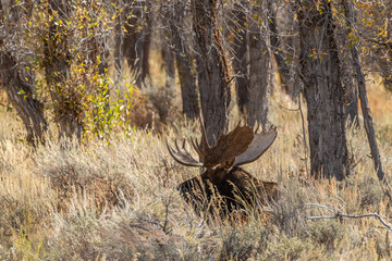 Bull Shiras Moose in Autumn in Wyoming