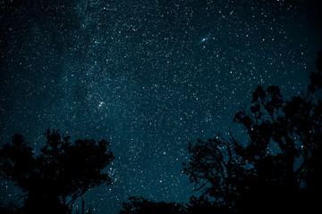 Fototapeta na wymiar Starry Night Sky with Tree Branches