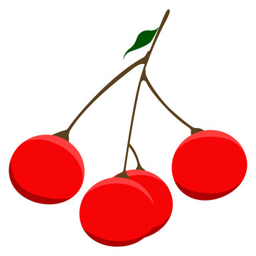 Isolated cherries fruit image. Vector illustration design