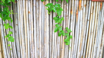 bamboo fence