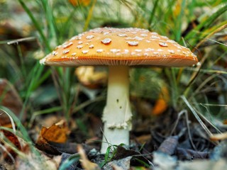 Polonne / Ukraine - 6 October 2018: A lovely Close up shot of a beautiful natural perfect red mushroom with white dots (or fly agaric) with a round hat in the forest, typical for autumn atmosphere.