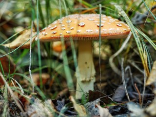 Polonne / Ukraine - 6 October 2018: A lovely Close up shot of a beautiful natural perfect red mushroom with white dots (or fly agaric) with a round hat in the forest, typical for autumn atmosphere.