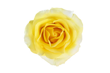 Yellow Rose Flower Isolated on White Background