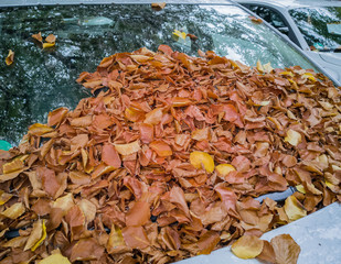 Blätter und Laub auf der Autoscheibe