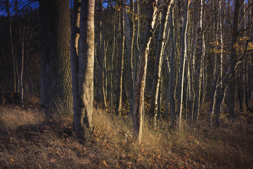A forest of tree trunks in sunset one autumn afternoon