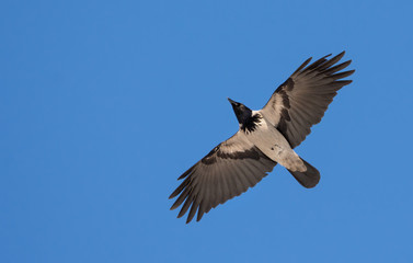 Fototapeta premium Hooded Crow flies in blue sky with stretched wings 