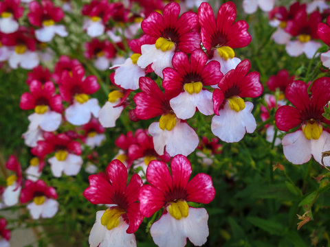 White-red carpet of Nemesia strumosa flowers. Bright summer background for any natural idea.