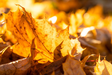 Golden autumn. Soft focus. Backlight. Sparkling maple. Beautiful view. Macro