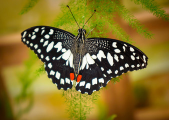 Citrus Swallowtail Butterfly (Papilio demoleus)