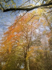 Blätter bekommen eine andere Farbe zum Herbstanfang