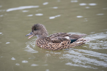 Female Falcated duck looks as if she is laughing.