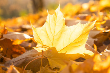 Golden autumn. Soft focus. Backlight. Sparkling maple. Beautiful view. Macro