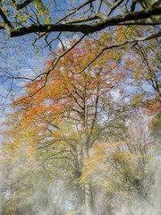 Fototapeta premium Blätter bekommen eine andere Farbe zum Herbstanfang