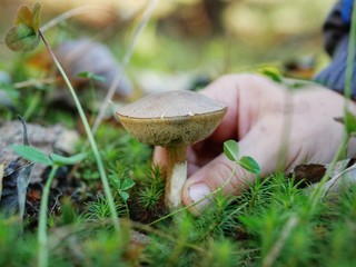 Polonne / Ukraine - 6 October 2018: Ripe mushroom in green grass. Autumn forest scene. white mushrooms with a round hat in the forest, typical for autumn atmosphere. hand picking mushroom