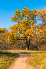 Fototapeta premium Autumn Landscape - Oak with beautiful golden leaves at the forest path