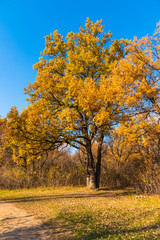 Autumn Landscape - Oak with beautiful golden leaves at the forest path