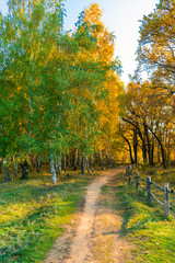 Fototapety  Wiejski krajobraz - ścieżka z drewnianym płotem i jesienne brzozy